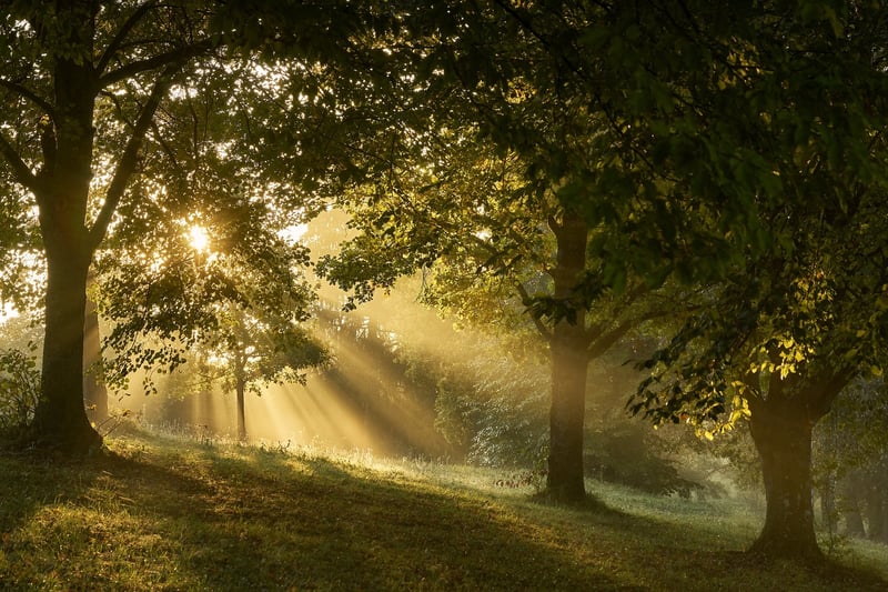 Woodland Glade