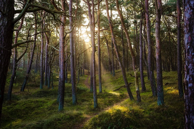 Forest Clearing